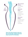 AFE Beginner's Anal Gaper