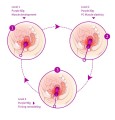 Kulki-Kegel Balls - Set